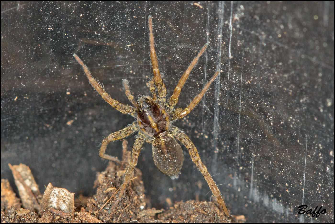 Pardosa sp.